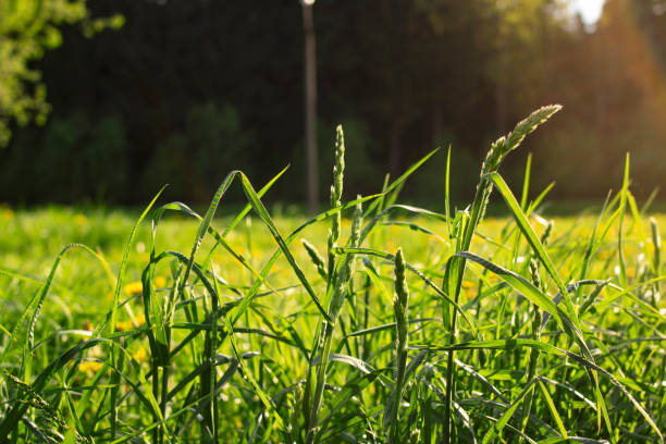 istock Green grass field in sunlight close up 1320478847