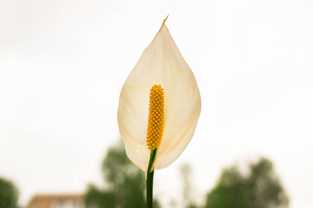 istock White spathiphyllum flower by the window closeup 1320479507