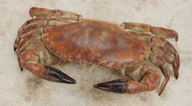 Realistic 3D Render of Edible Crab