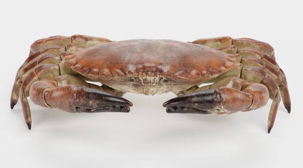 istock Realistic 3D Render of Edible Crab 1320479994