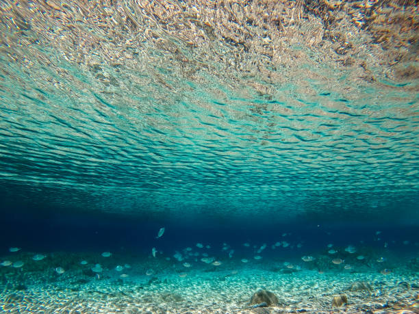 istock Tropical blue ocean with white sand, rocks and small fish, underwater in Hawaii 1320481107