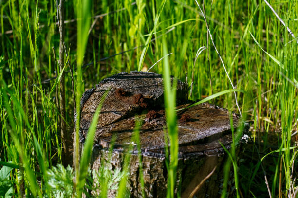 a small stump in the tall grass, in summer
