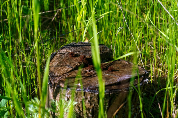 a small stump in the tall grass, in summer