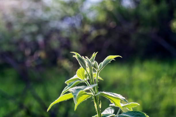 istock tall wild grass in the garden 1320484276