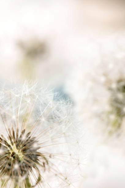 istock Closeup on blooming dandelions 1320484296