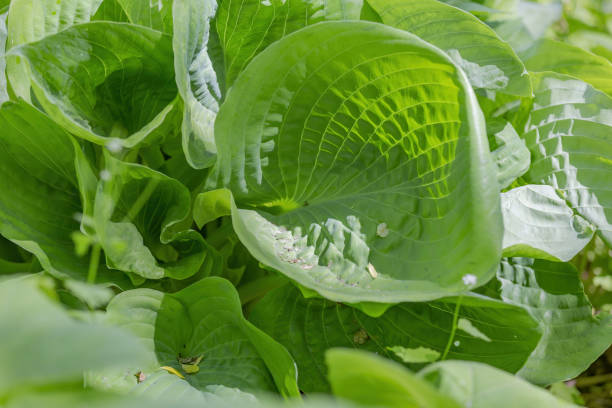 istock Bright green juicy burdock leaf in the backyard 1320486410