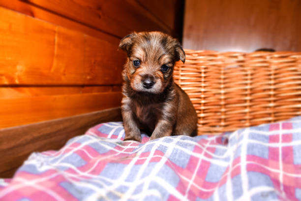 Puppy close-up portrait. Newborn yorkshire terrier puppy sitting and looking at the camera Puppy close-up portrait. Newborn yorkshire terrier puppy sitting and looking at the camera newborn yorkie puppies stock pictures, royalty-free photos & images