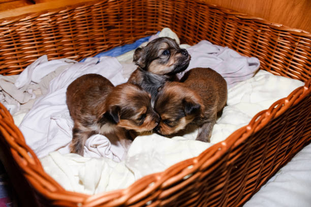 Newborn puppies in a wicker basket, portrait. Brown Yorkshire Terrier puppies Newborn puppies in a wicker basket, portrait. Brown Yorkshire Terrier puppies newborn yorkie puppies stock pictures, royalty-free photos & images
