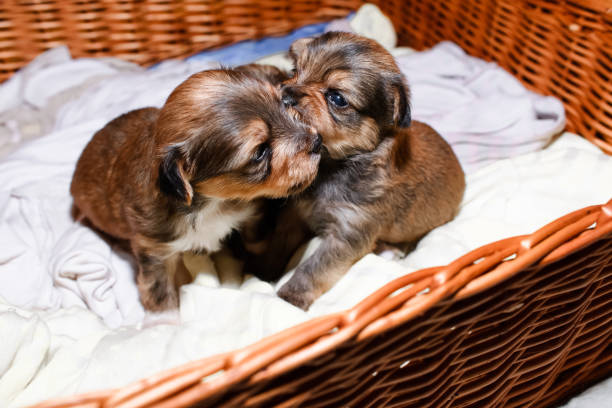 Newborn puppies in a wicker basket, close-up portrait. Brown Yorkshire Terrier puppies Newborn puppies in a wicker basket, close-up portrait. Brown Yorkshire Terrier puppies newborn yorkie puppies stock pictures, royalty-free photos & images