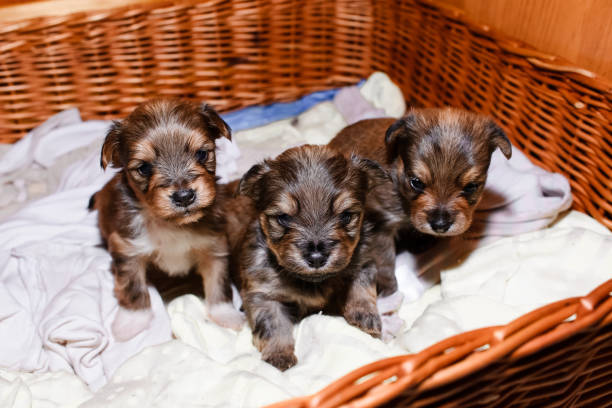 Newborn puppies in a wicker basket, portrait. Three Brown Yorkshire Terrier puppies Newborn puppies in a wicker basket, portrait. Three Brown Yorkshire Terrier puppies newborn yorkie puppies stock pictures, royalty-free photos & images