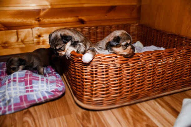 Newborn puppies look out of a wicker basket, portrait. Brown Yorkshire Terrier puppies Newborn puppies look out of a wicker basket, portrait. Brown Yorkshire Terrier puppies newborn yorkie puppies stock pictures, royalty-free photos & images