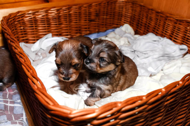 Newborn puppies in a wicker basket, portrait. Brown Yorkshire Terrier puppies Newborn puppies in a wicker basket, portrait. Brown Yorkshire Terrier puppies newborn yorkie puppies stock pictures, royalty-free photos & images