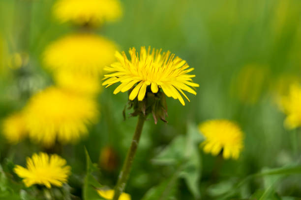 Yellow dandelion flowers on the green lawn. It's summer. Day, horizontal shot Front view. dandelion stock pictures, royalty-free photos & images