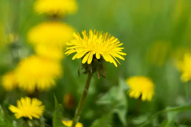 Photo of Yellow dandelion flowers on the green lawn. It's summer.
