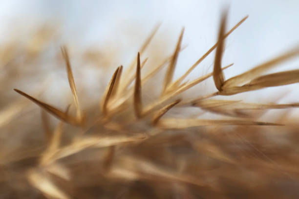 istock Macro image of dry pampas grass, natural background, selective focus. 1320488475