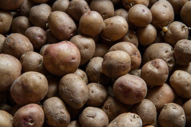 Potatoes. Potato seeds before planting.