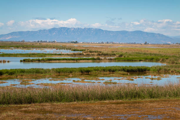 istock Rice fields of Ebro Delta, Tarragona, Spain. 1320488903