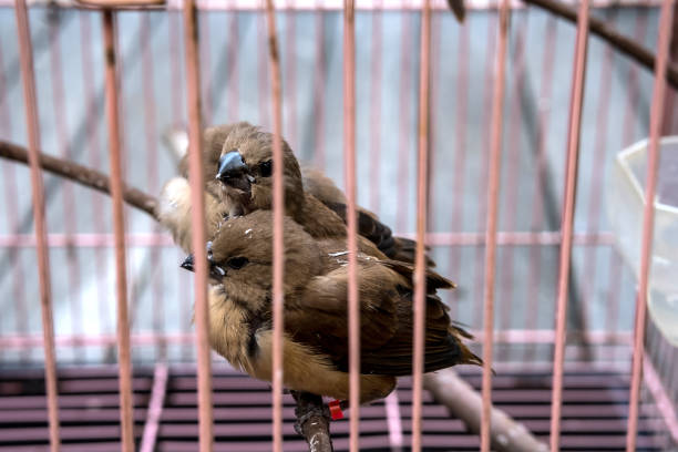 istock Small house sparrows sitting in the cage near each other 1320489884
