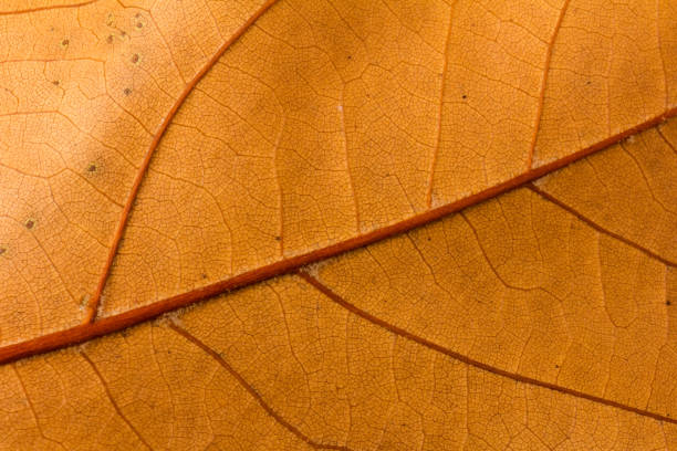 istock Autumn leaf close-up. rich color background 1320490979
