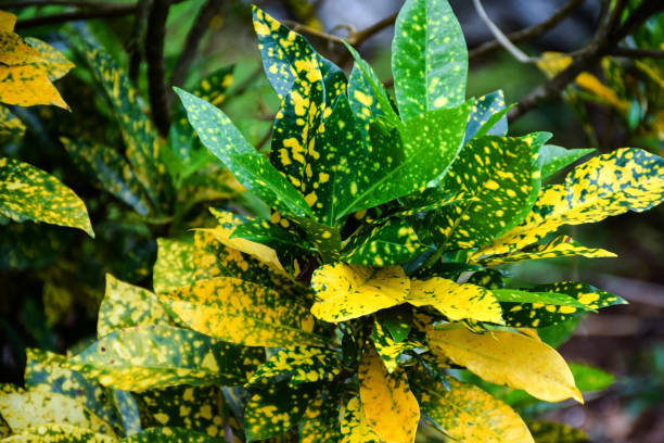 foto de estoque de linda folha manchada sempre verde da planta japonesa de aucuba laurel, também é chamada de planta de pó de ouro. - loureiro do japão - fotografias e filmes do acervo