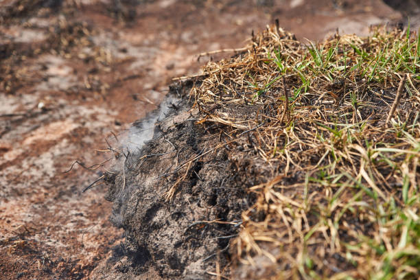 istock Smoldering peat in ground smoke rises 1320492867