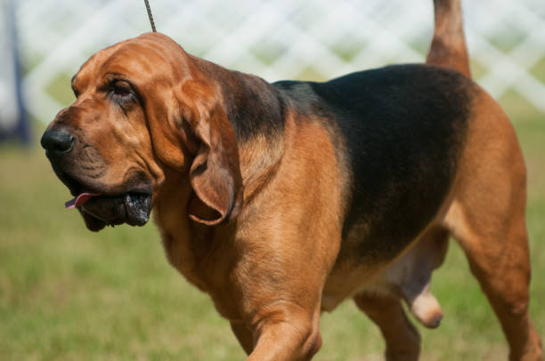 Bloodhound walking Bloodhound on exhibit at dog show in upstate, New York. bloodhound stock pictures, royalty-free photos & images