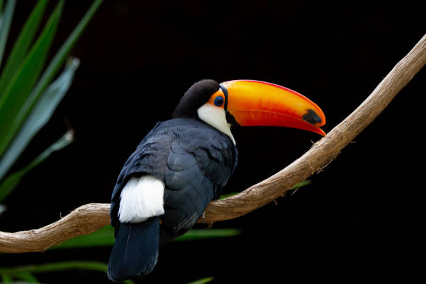 istock Beautiful colorful toucan in the tree. 1320495165