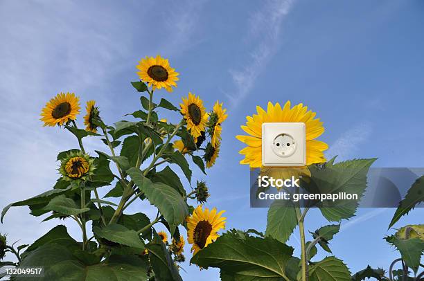 Зеленая Энергиягнездо В Sunflower — стоковые фотографии и другие картинки Ветер - Ветер, Вода, Глобальный