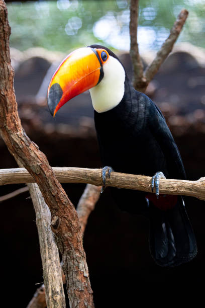 istock Beautiful colorful toucan in the tree. 1320495187
