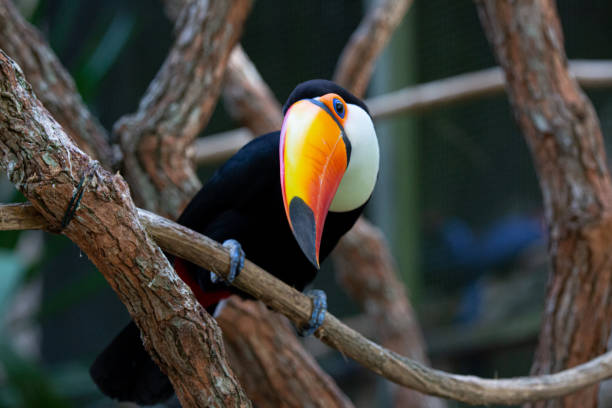 istock Beautiful colorful toucan in the tree. 1320495191