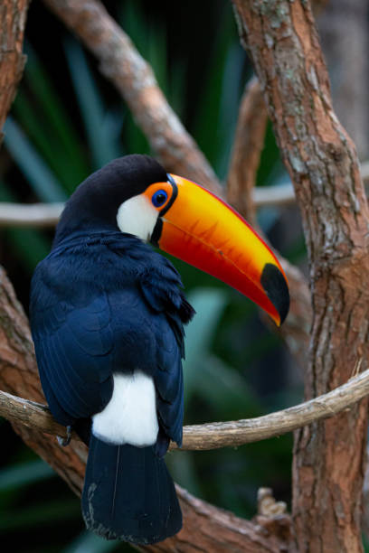 istock Beautiful colorful toucan in the tree. 1320495210