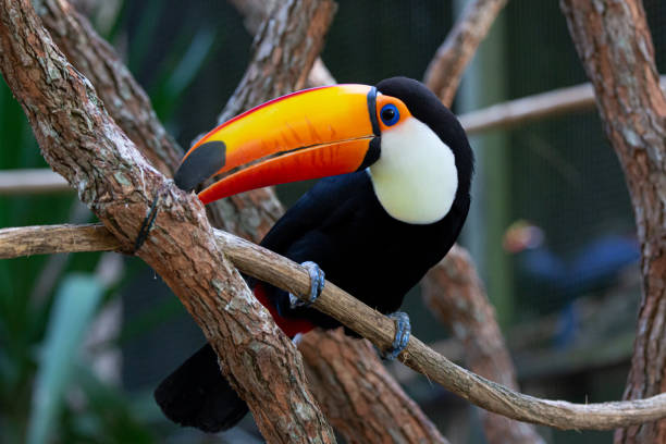 istock Beautiful colorful toucan in the tree. 1320495214