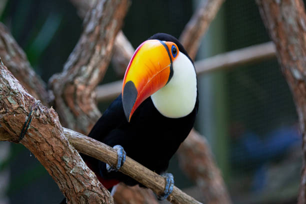 istock Beautiful colorful toucan in the tree. 1320495215