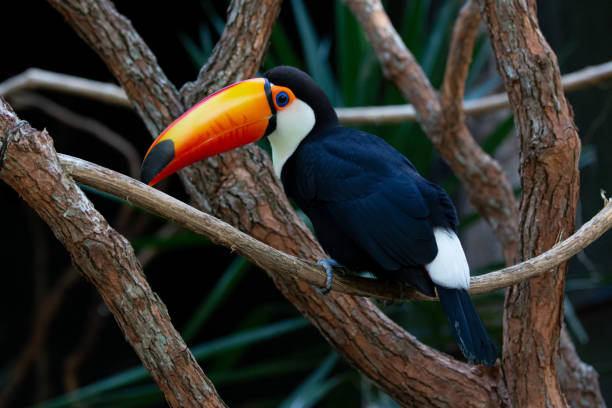 istock Beautiful colorful toucan in the tree. 1320495218