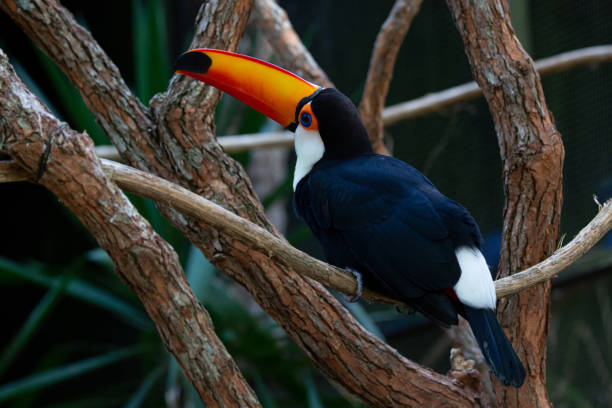 istock Beautiful colorful toucan in the tree. 1320495256