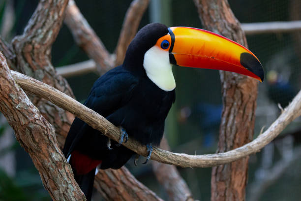 istock Beautiful colorful toucan in the tree. 1320495257