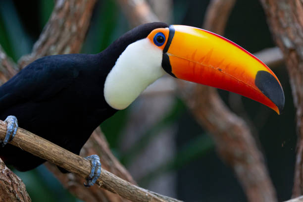istock Beautiful colorful toucan in the tree. 1320495430