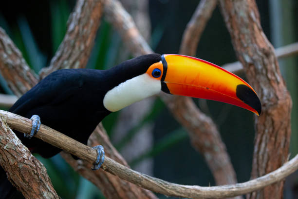 istock Beautiful colorful toucan in the tree. 1320495458