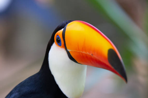 istock Beautiful colorful toucan in the tree. 1320495474