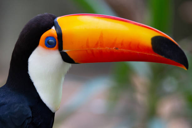 istock Beautiful colorful toucan in the tree. 1320495541