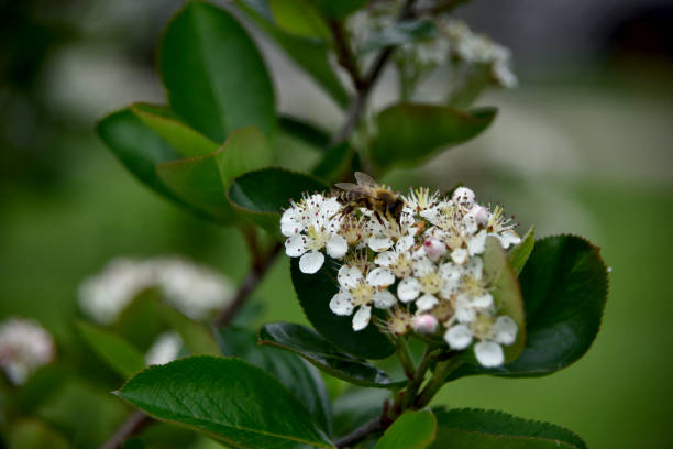 istock bee on chokeberries, aronia flower 1320495556