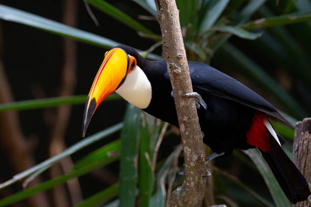 istock Beautiful colorful toucan in the tree. 1320495629