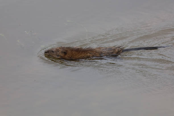 istock Muskrat Swimming In A Marsh 1320496535