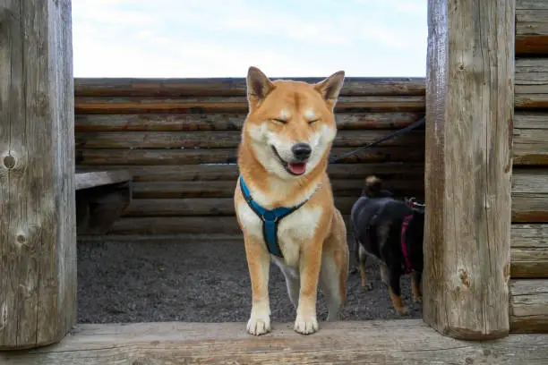 sesame shiba inu dog looking out of a wooden hut