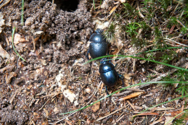 istock two black beetles fight on the ground in the forest 1320498425