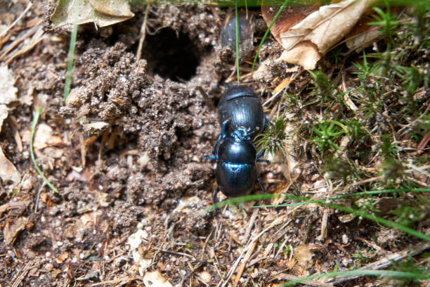 istock two black beetles fight on the ground in the forest 1320498426