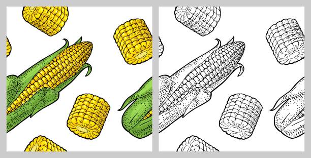 ilustraciones, imágenes clip art, dibujos animados e iconos de stock de patrón sin costuras cob de maíz maduro con y sin hojas. grabado vintage de color vectorial - corn corn crop corn on the cob isolated