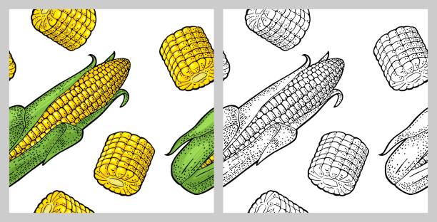 ilustrações, clipart, desenhos animados e ícones de padrão sem emendas espiga de milho maduro com e sem folhas. gravura vintage de cor vetorial - corn corn crop corn on the cob food