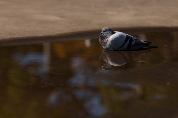 istock A lone pigeon enjoying a bath 1320499583