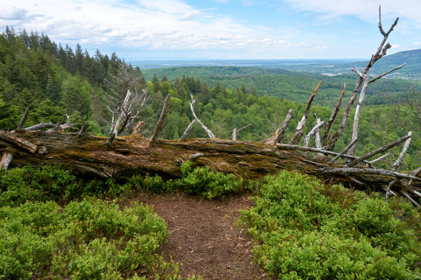 istock fallen dead tree trunk lies at the precipice of a mountain 1320500182